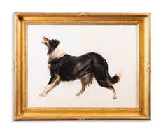 Studie über einen Collie