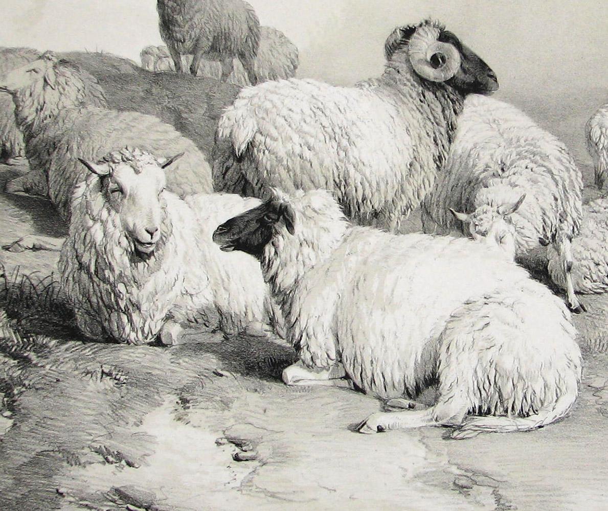 Down Grazeing, tinted lithograph of sheep, by Thomas Sydney Cooper - Print by Thomas Sidney Cooper
