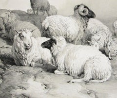 Down Grazeing, lithographie de moutons teintée, de Thomas Sydney Cooper