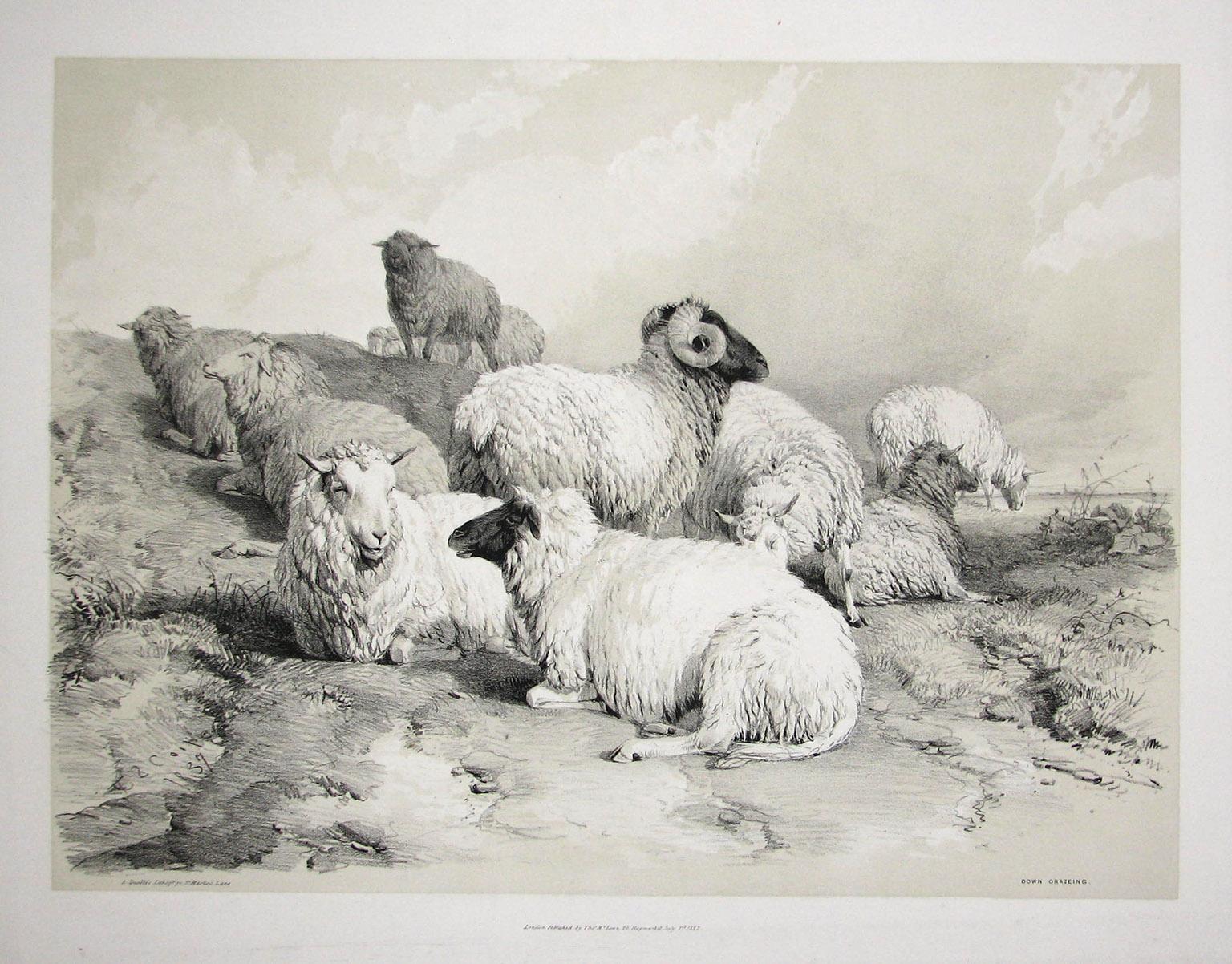 Thomas Sidney Cooper Animal Print - Down Grazeing, tinted lithograph of sheep, by Thomas Sydney Cooper