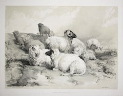 Antique Down Grazeing, tinted lithograph of sheep, by Thomas Sydney Cooper