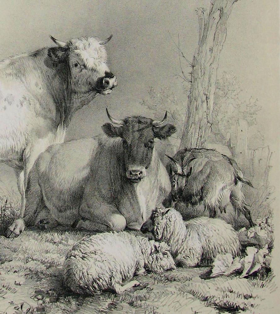 Stock, tinted lithograph of cattle and sheep, by Thomas Sydney Cooper - Victorian Print by Thomas Sidney Cooper
