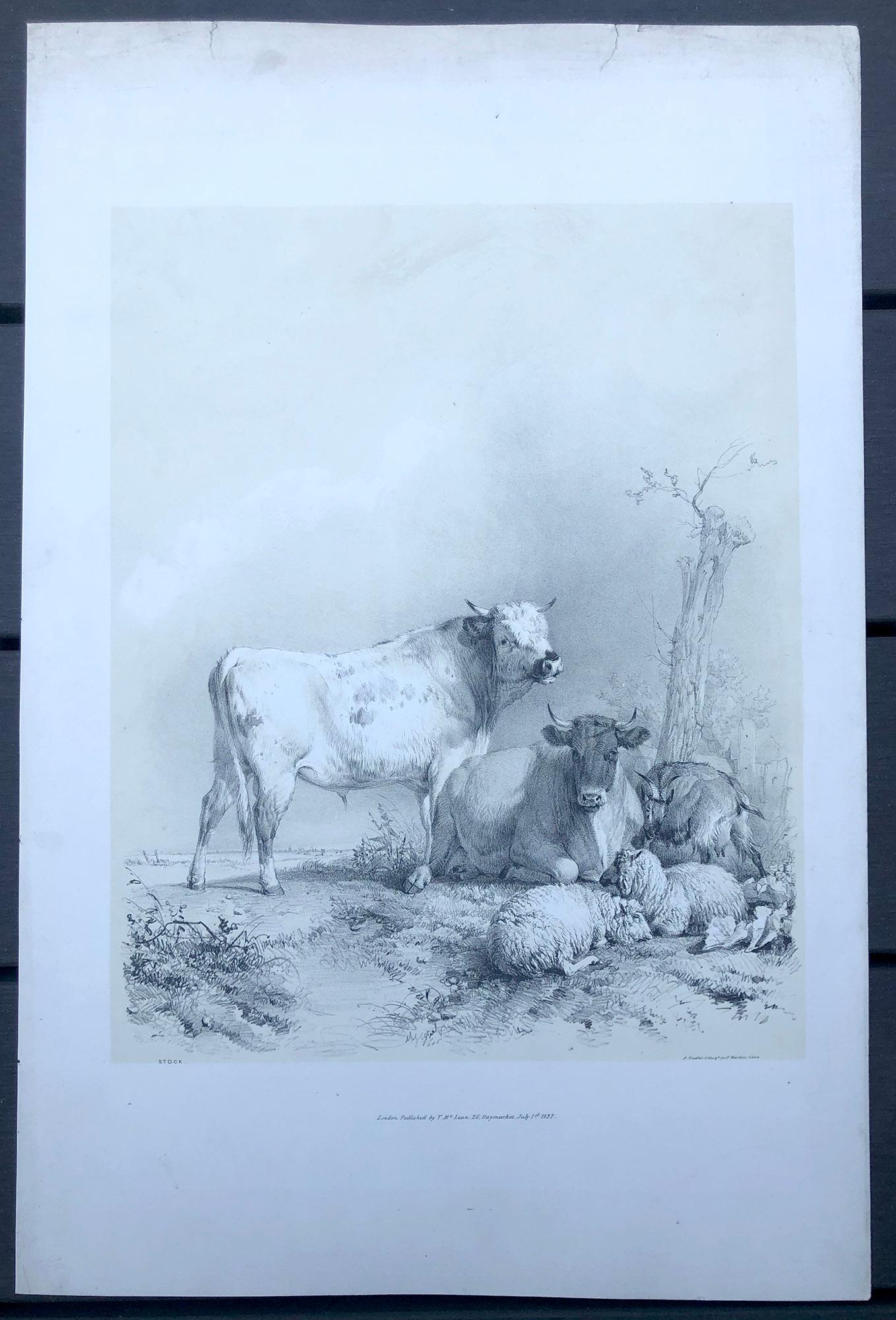 Tinted lithograph with white highlights, from 'Thirty-Four Subjects of Cattle', published in 1837 by Thos. McLean, Ackermann and Tilt. Printed at A Ducote's Lithographic Establishment. 

Cooper was an English painter and lithographer noted for his