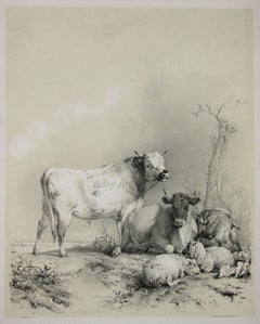 Antique Stock, tinted lithograph of cattle and sheep, by Thomas Sydney Cooper