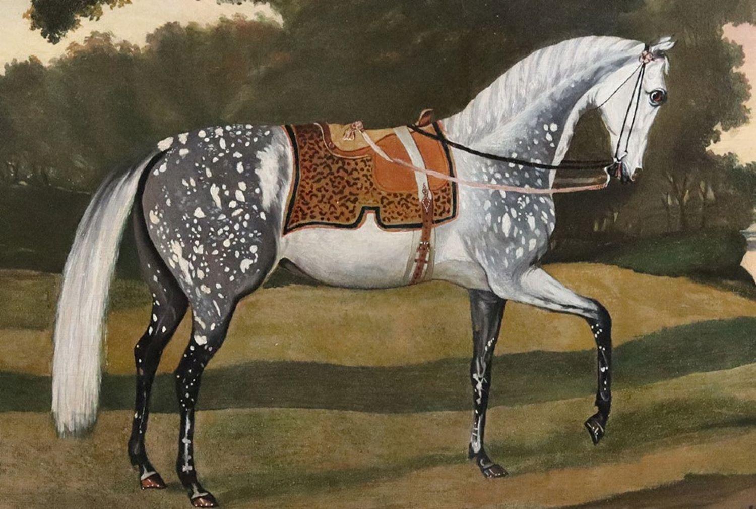 dapple grey arabian horse
