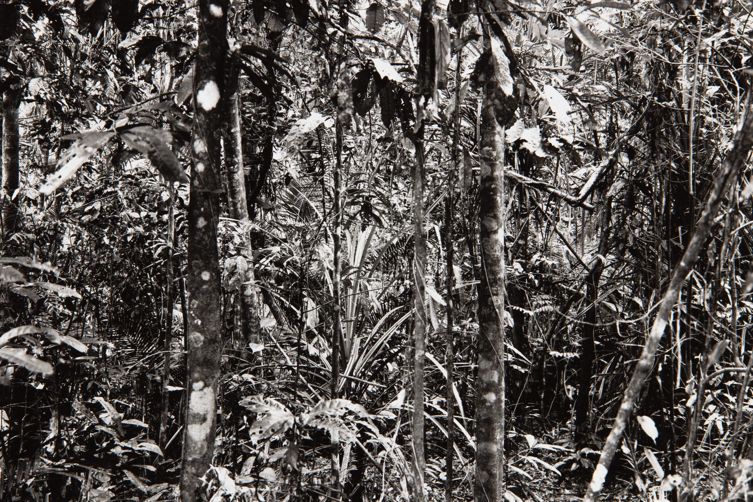 Thomas Struth, Daintree (Paradies) - Stampa autografa, Fotografia contemporanea 1