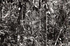 Thomas Struth, Daintree (Paradies) - Stampa autografa, Fotografia contemporanea
