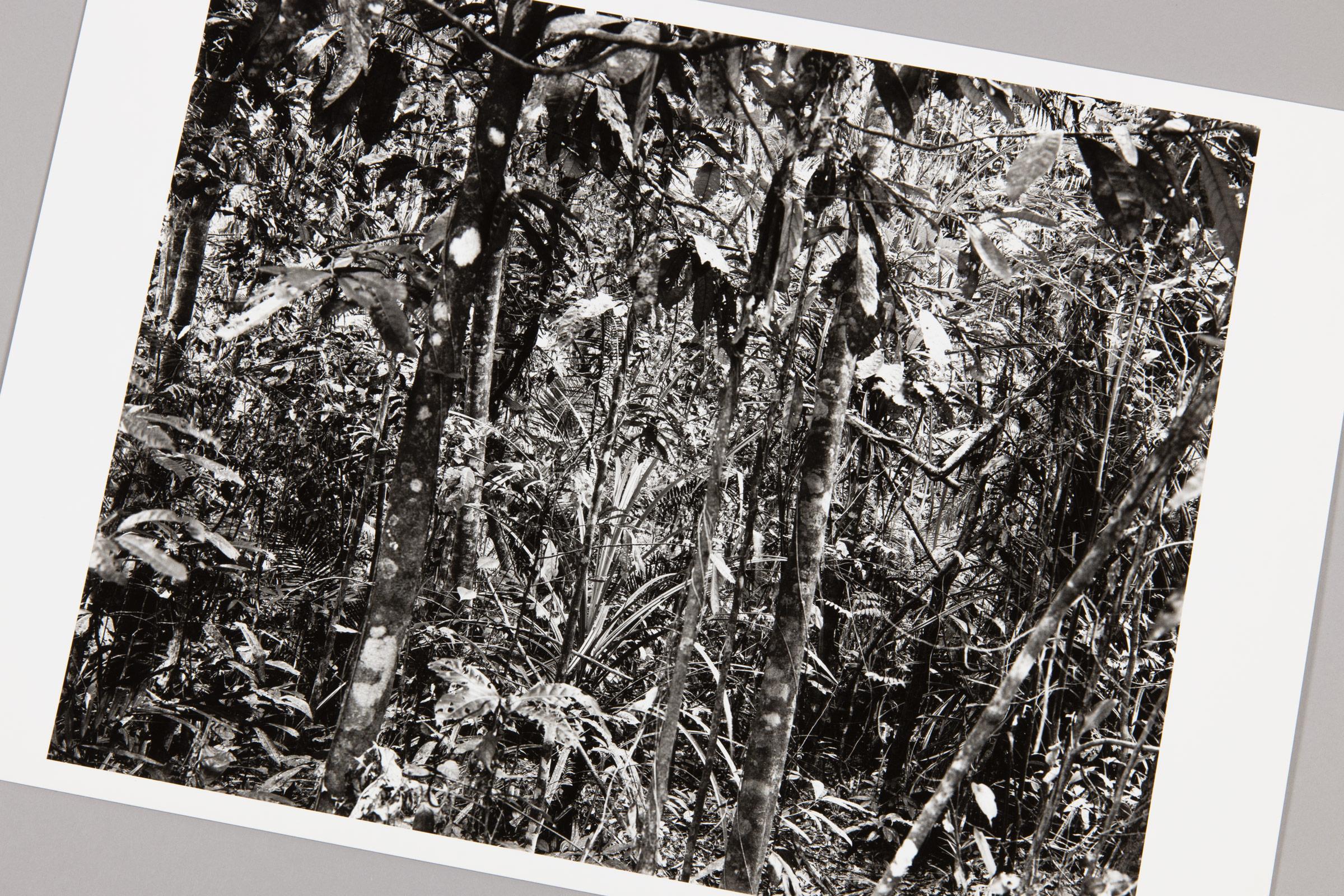 Thomas Struth, Daintree (Paradies) - Signierter Druck, Zeitgenössische Fotografie im Angebot 3