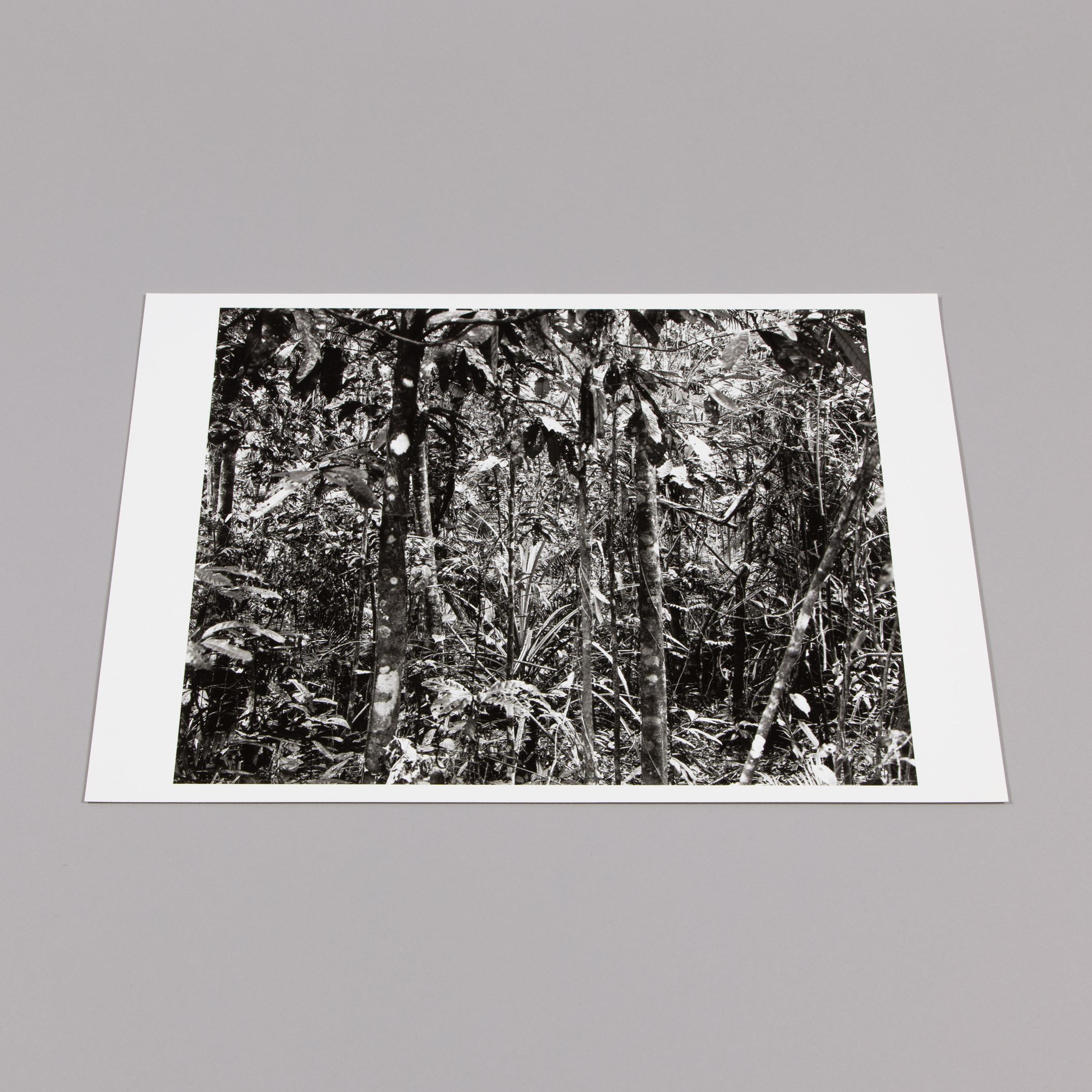 Thomas Struth, Daintree (Paradies) - Stampa autografa, Fotografia contemporanea 4