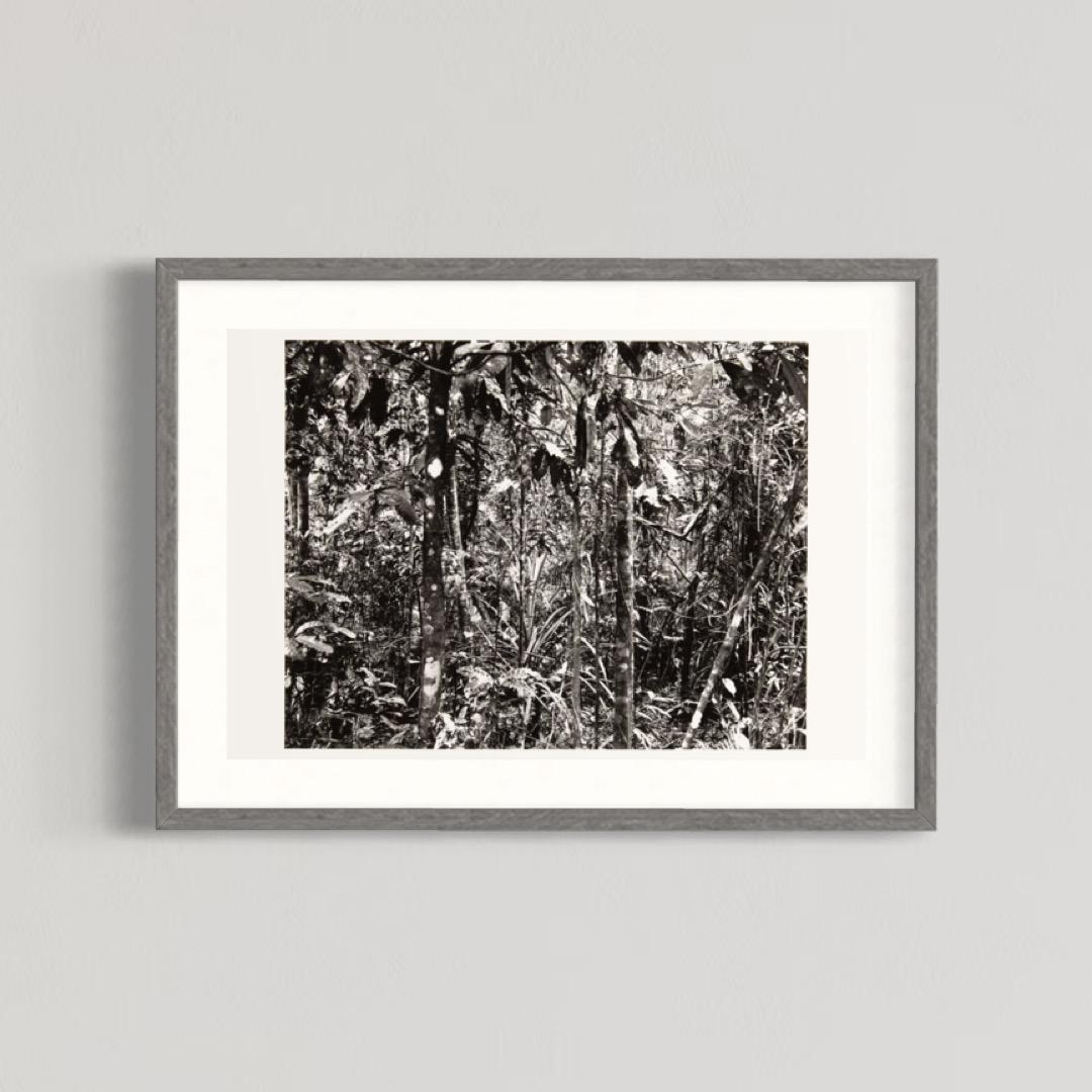 Thomas Struth, Daintree (Paradies) - Signierter Druck, Zeitgenössische Fotografie im Angebot 5