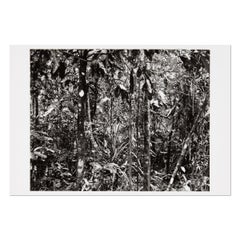 Thomas Struth, Daintree (Paradies) - Signed Print, Contemporary Photography 