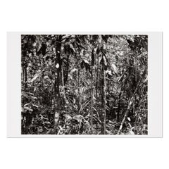 Thomas Struth, Daintree (Paradies) - Stampa autografa, Fotografia contemporanea