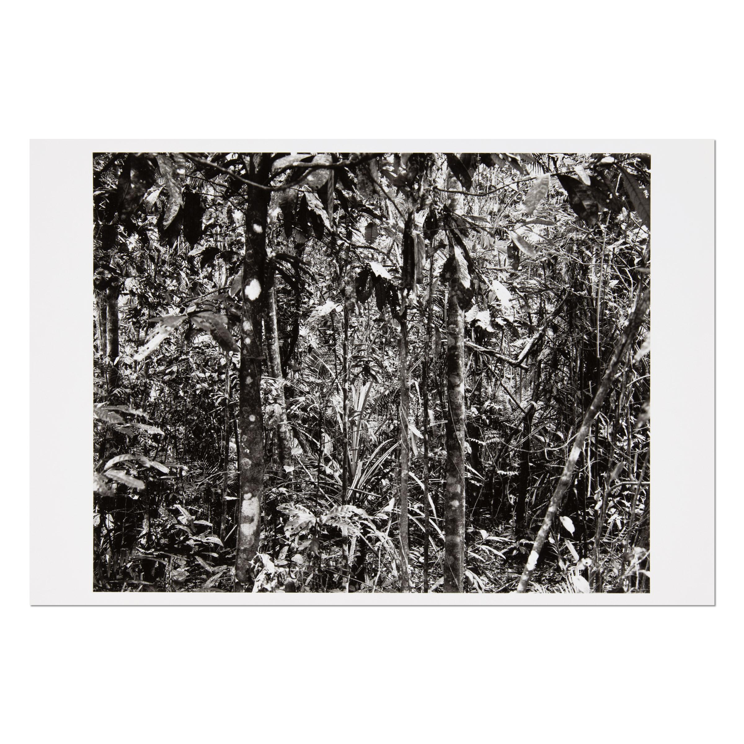 Thomas Struth (Deutscher, geb. 1954)
Daintree (aus Paradies), 2004
Medium: Pigmentierter Tintenstrahldruck
Abmessungen: 32,9 x 48,3 cm (13 x 19 Zoll)
Auflagenhöhe: nicht bekannt gegeben
Markierungen: Handsigniert und gestempelt, verso