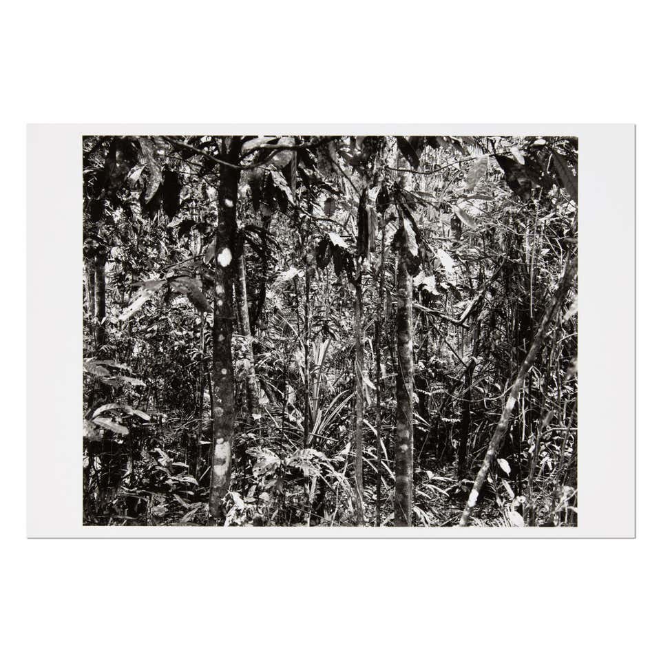 Thomas Struth, Daintree (Paradies) - Signed Print, Contemporary Photography