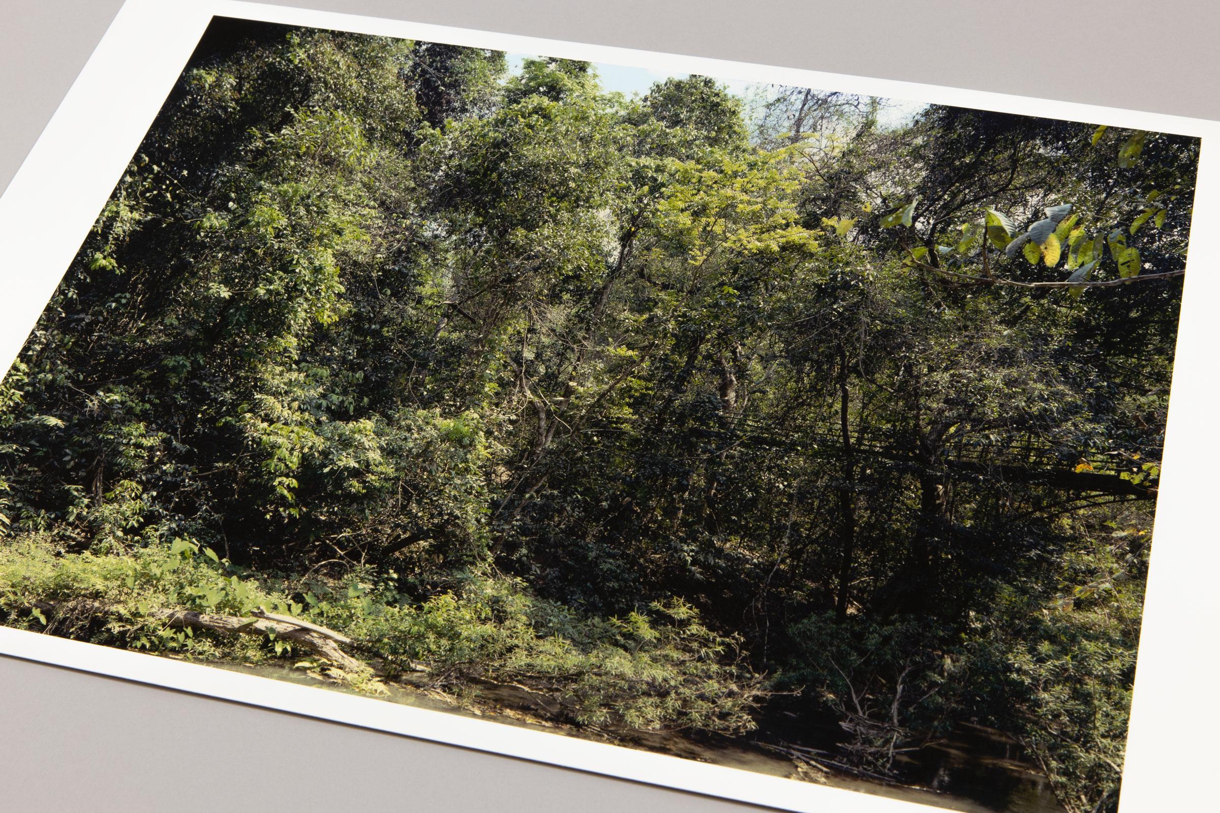 Thomas Struth, Xi Shuang Banna (von Paradies) – signierte Fotografie 1