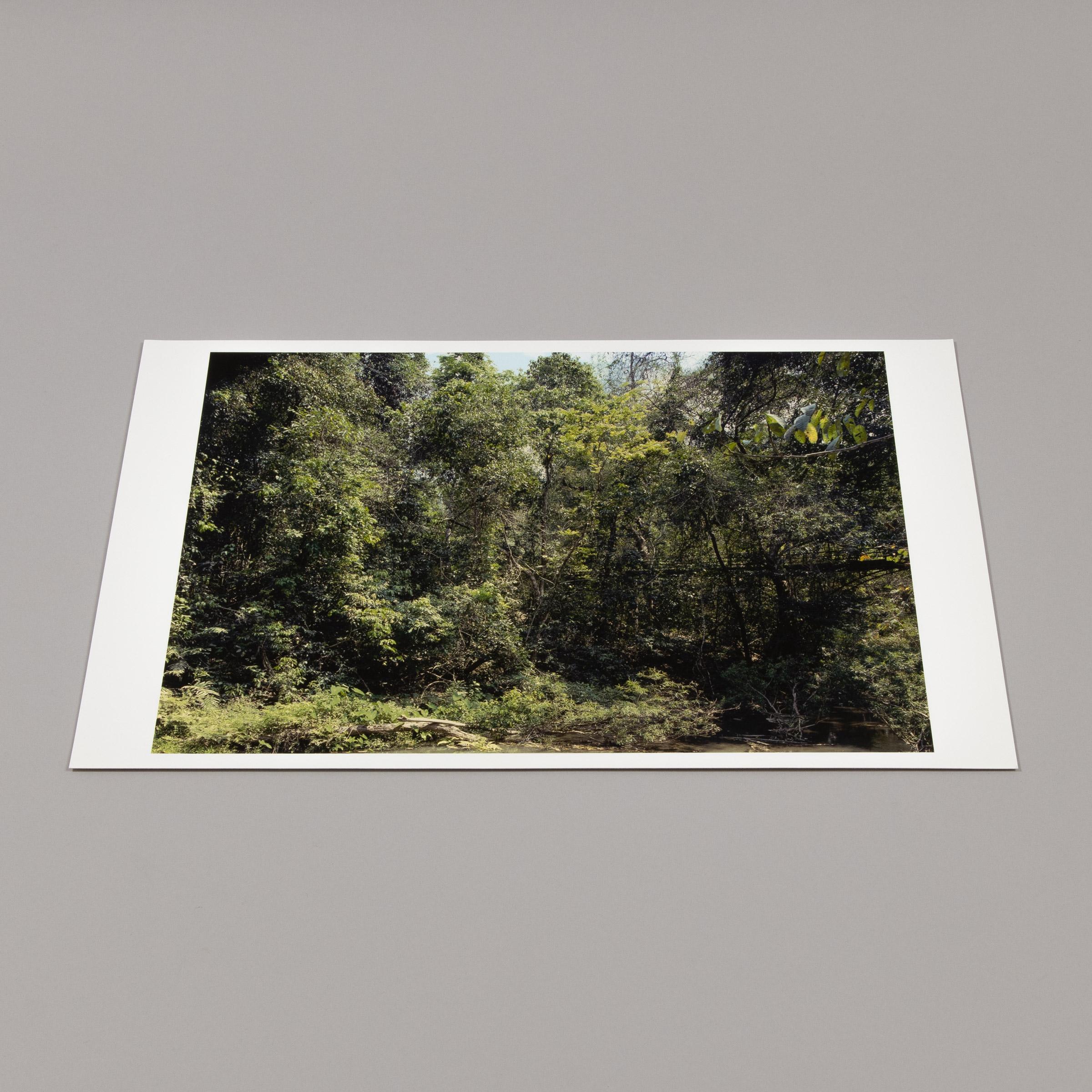 Thomas Struth, Xi Shuang Banna (von Paradies) – signierte Fotografie 2