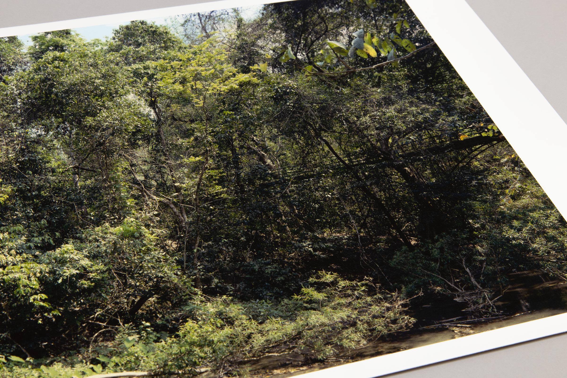 Thomas Struth, Xi Shuang Banna (von Paradies) – signierte Fotografie 4