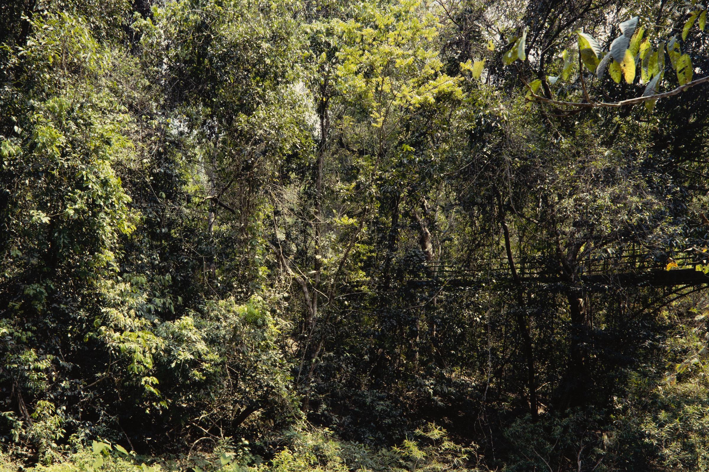 Thomas Struth, Xi Shuang Banna (von Paradies) – signierte Fotografie 5
