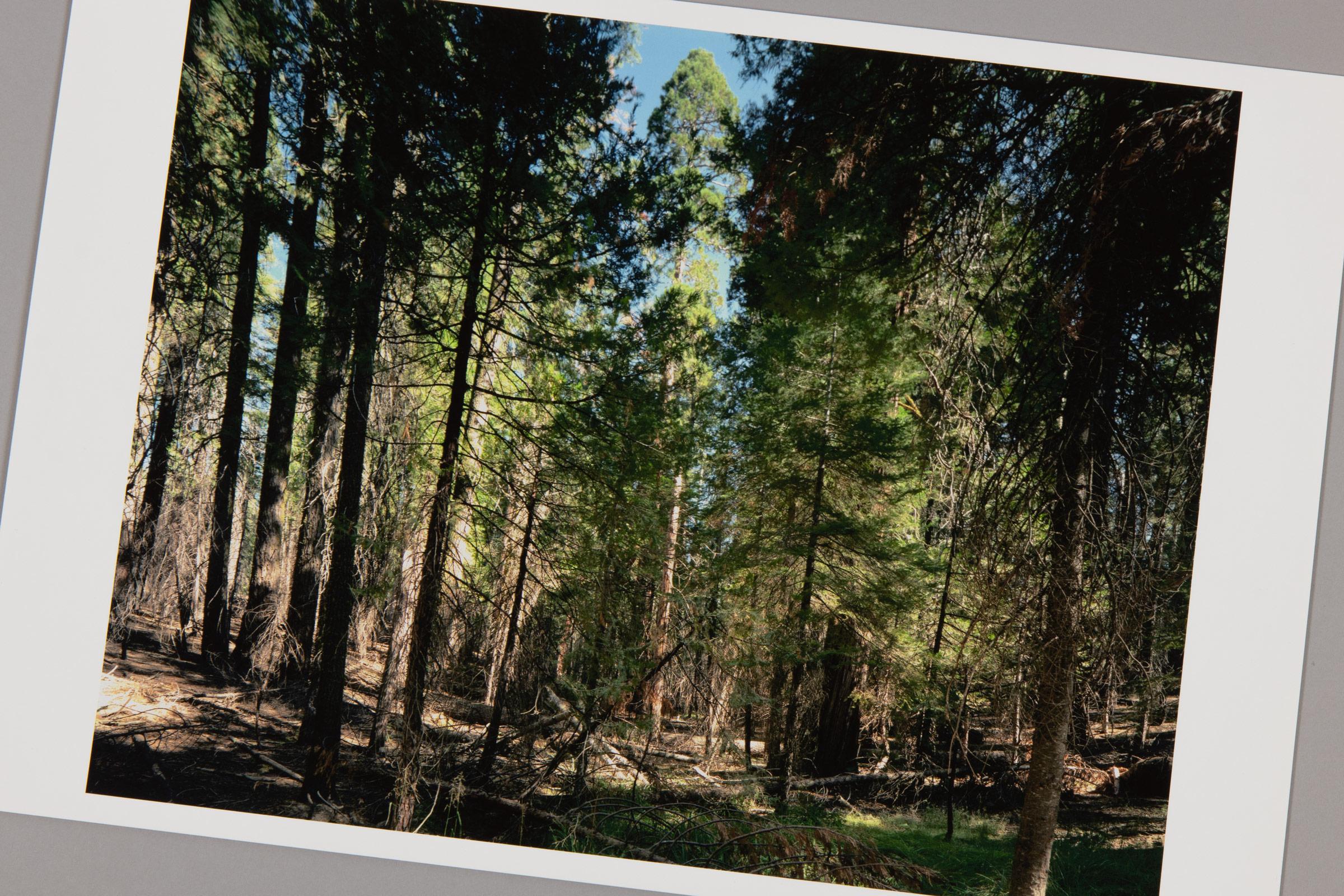 Thomas Struth, Parque Nacional de Yosemite - Lámina firmada de la serie Paradies 1