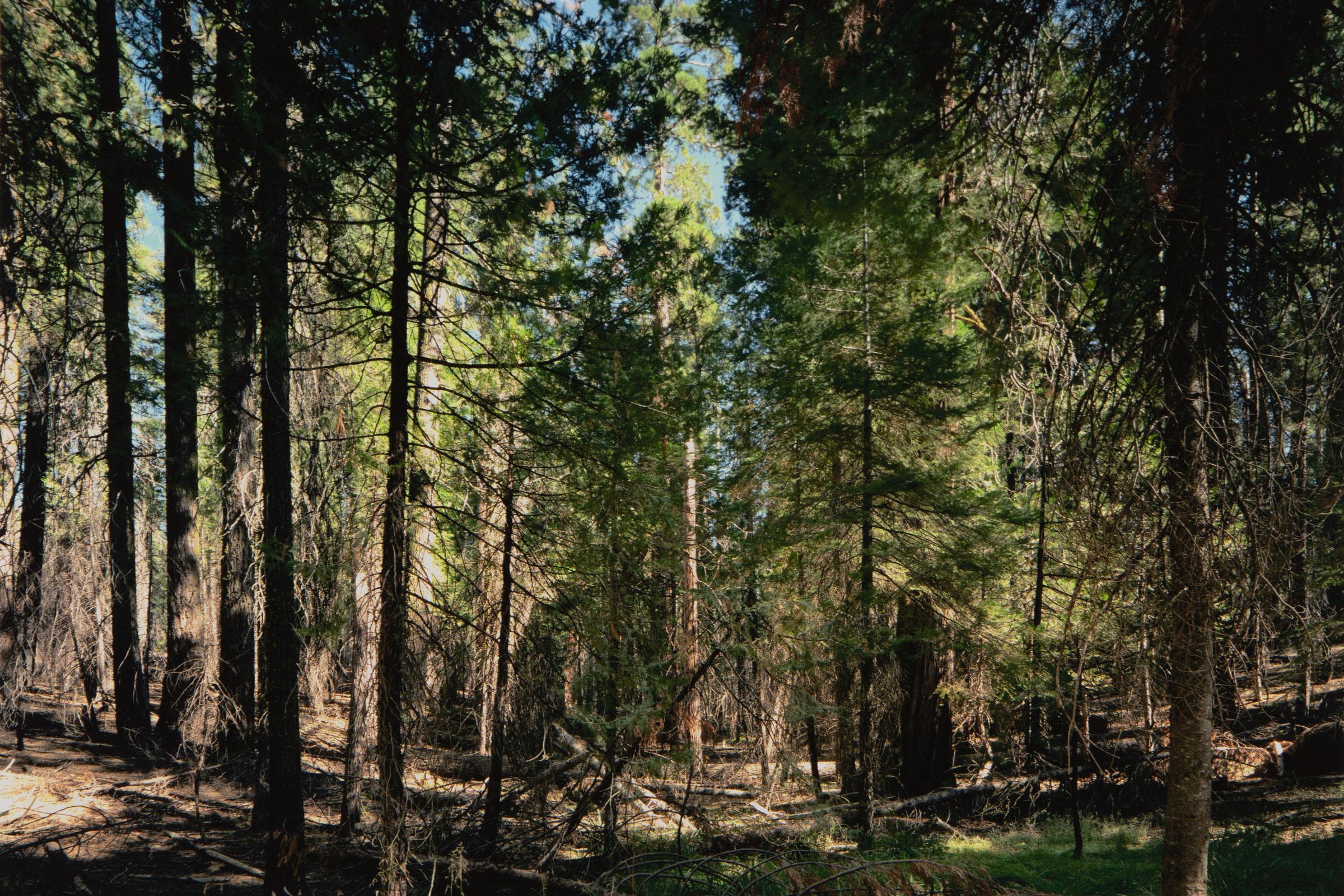 Thomas Struth, Parque Nacional de Yosemite - Lámina firmada de la serie Paradies 3