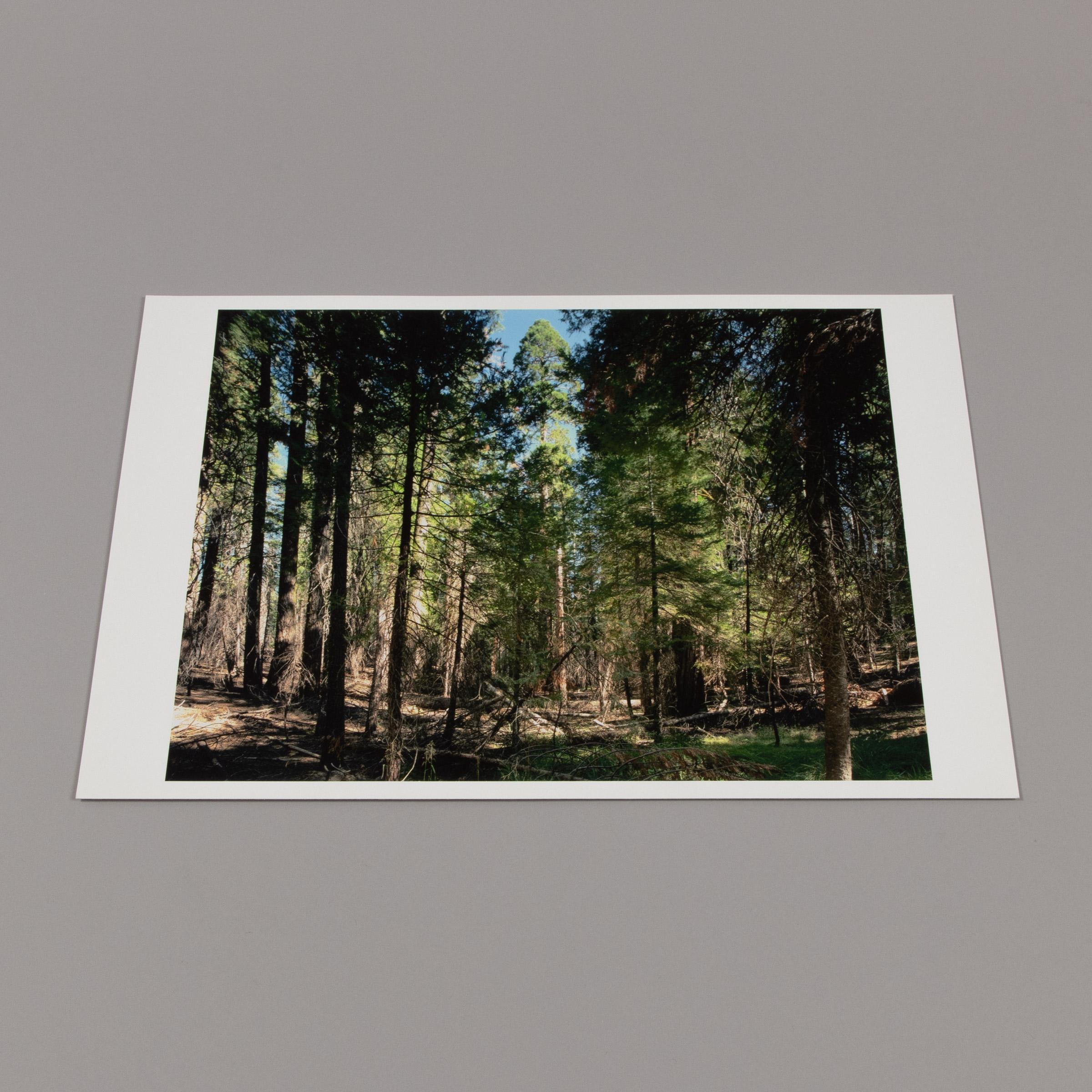 Thomas Struth, Parque Nacional de Yosemite - Lámina firmada de la serie Paradies 4