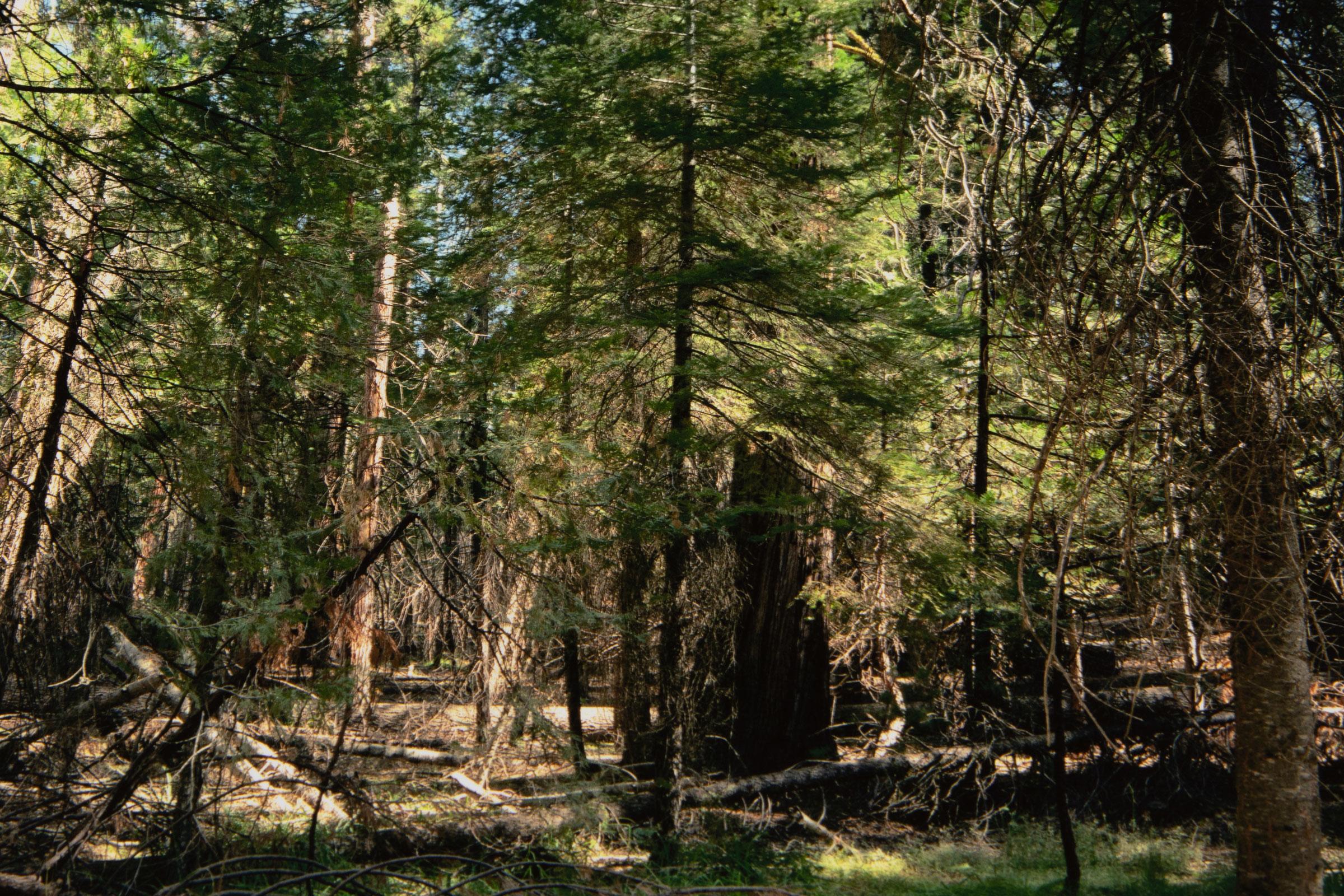 Thomas Struth, Parque Nacional de Yosemite - Lámina firmada de la serie Paradies 5