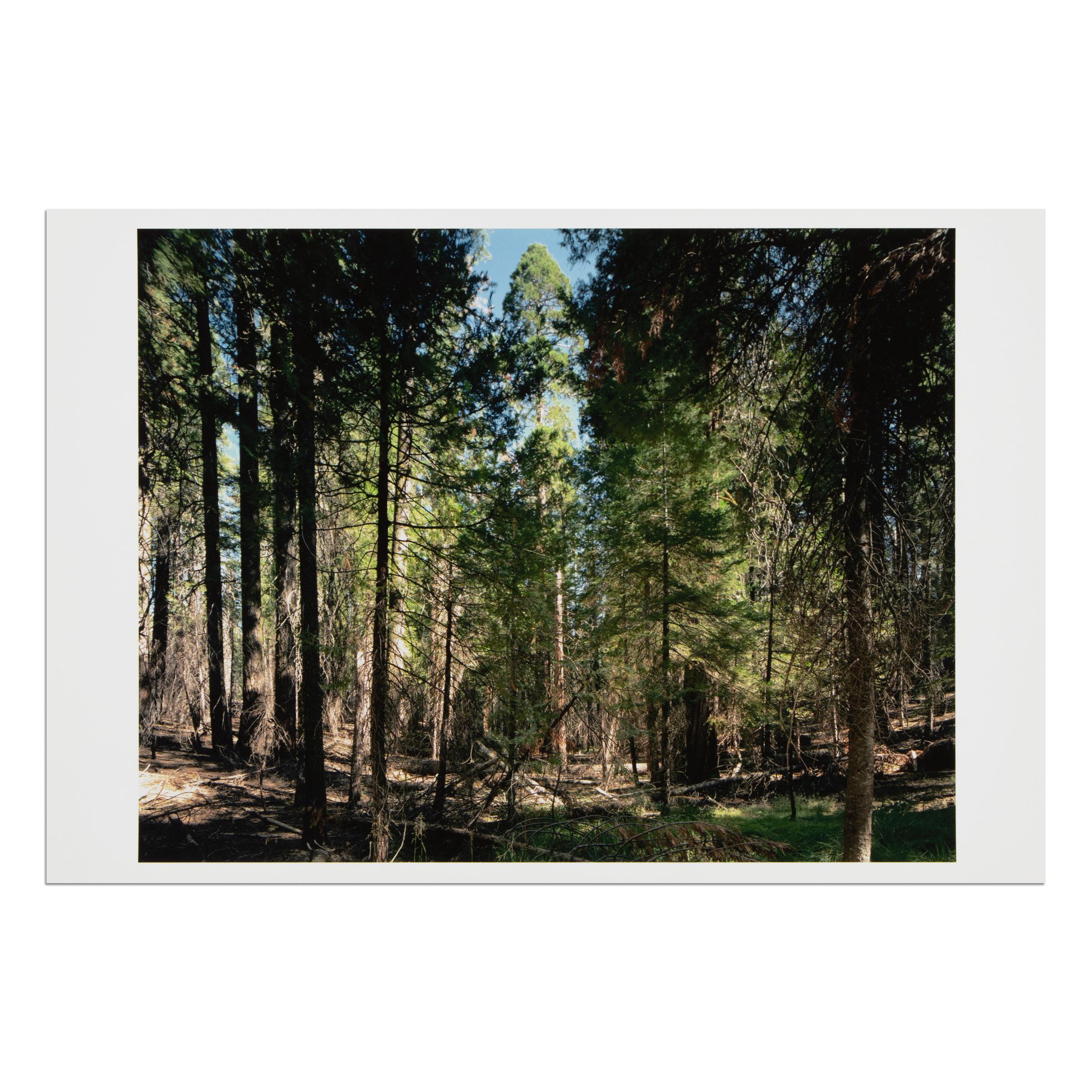 Thomas Struth, Parque Nacional de Yosemite - Lámina firmada de la serie Paradies