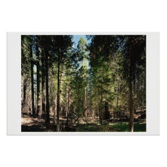 Thomas Struth, Parco Nazionale dello Yosemite - Stampa firmata dalla serie Paradies