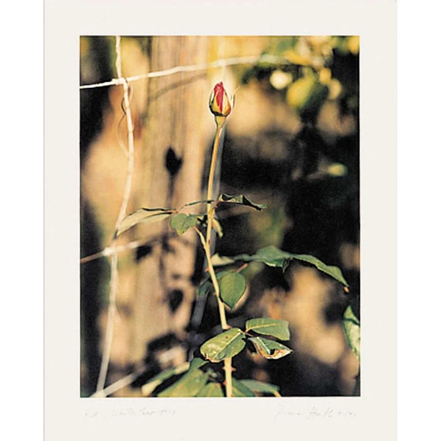 Rose, Winterthur, 1991 - Print by Thomas Struth