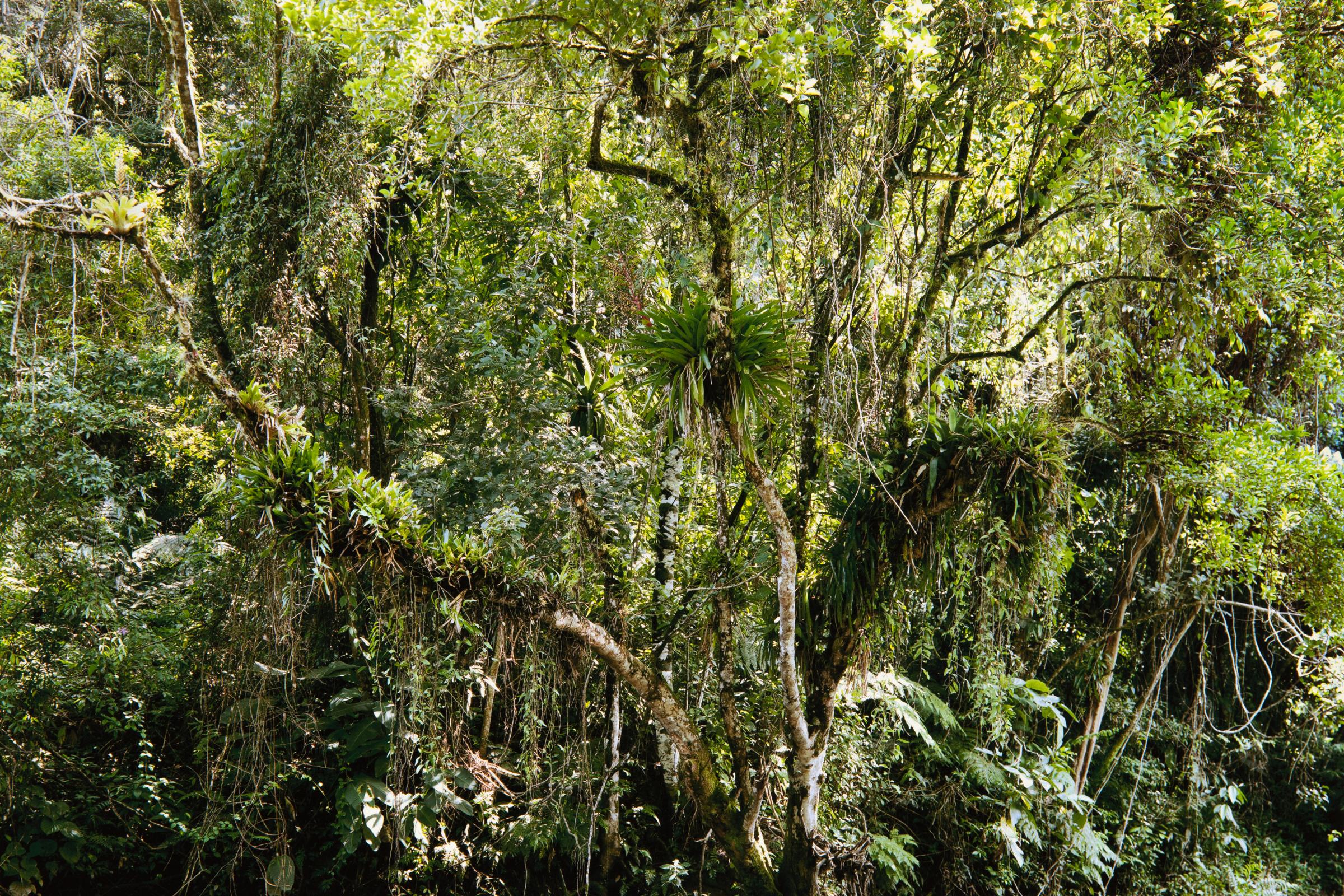Thomas Struth, Juquehy (from Paradies) - Photographie contemporaine, estampe signée en vente 1