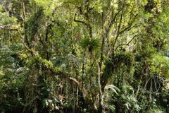 Thomas Struth, Juquehy (aus Paradies) - Zeitgenössische Fotografie, Signierter Druck