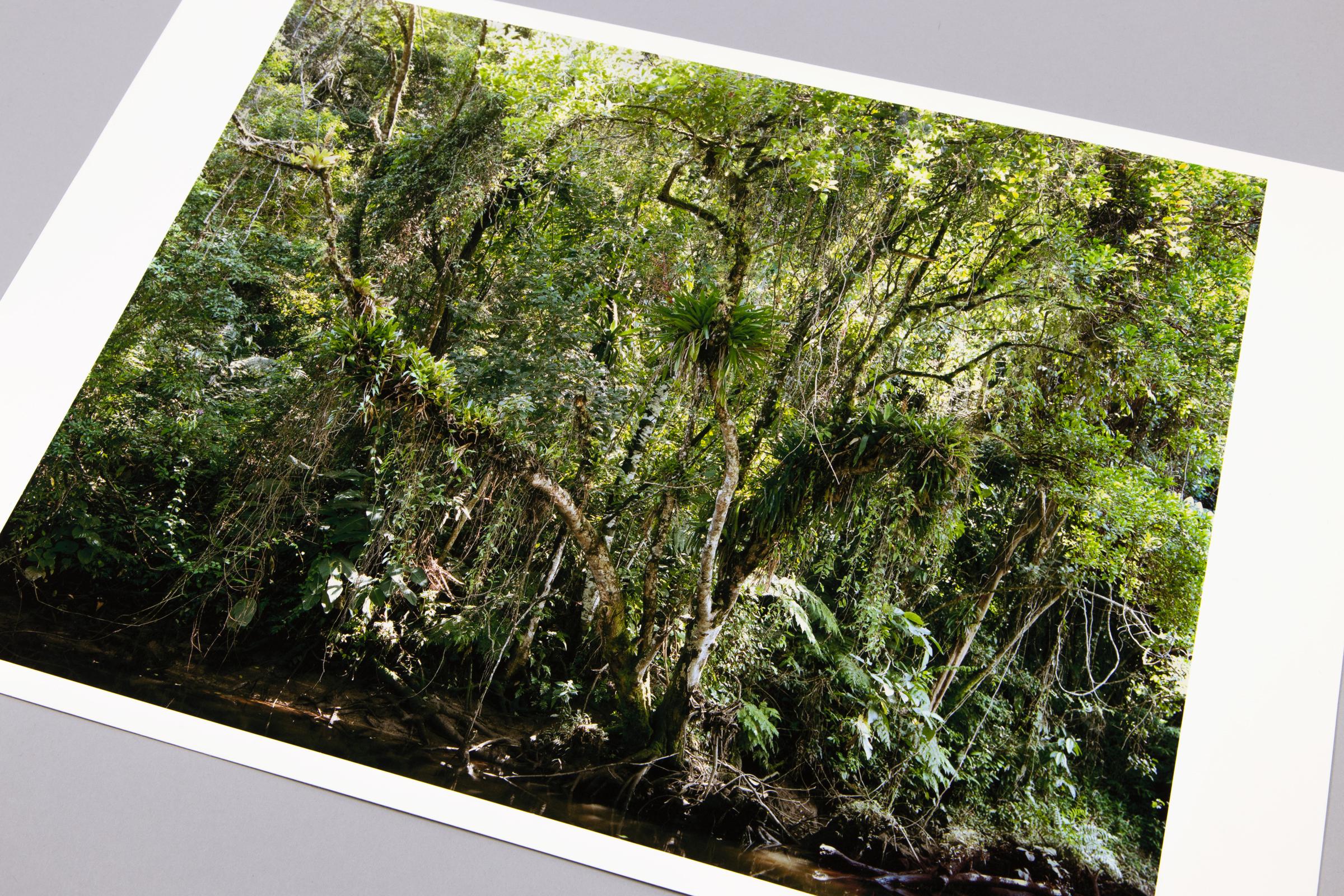 Thomas Struth, Juquehy (from Paradies) - Photographie contemporaine, estampe signée en vente 2