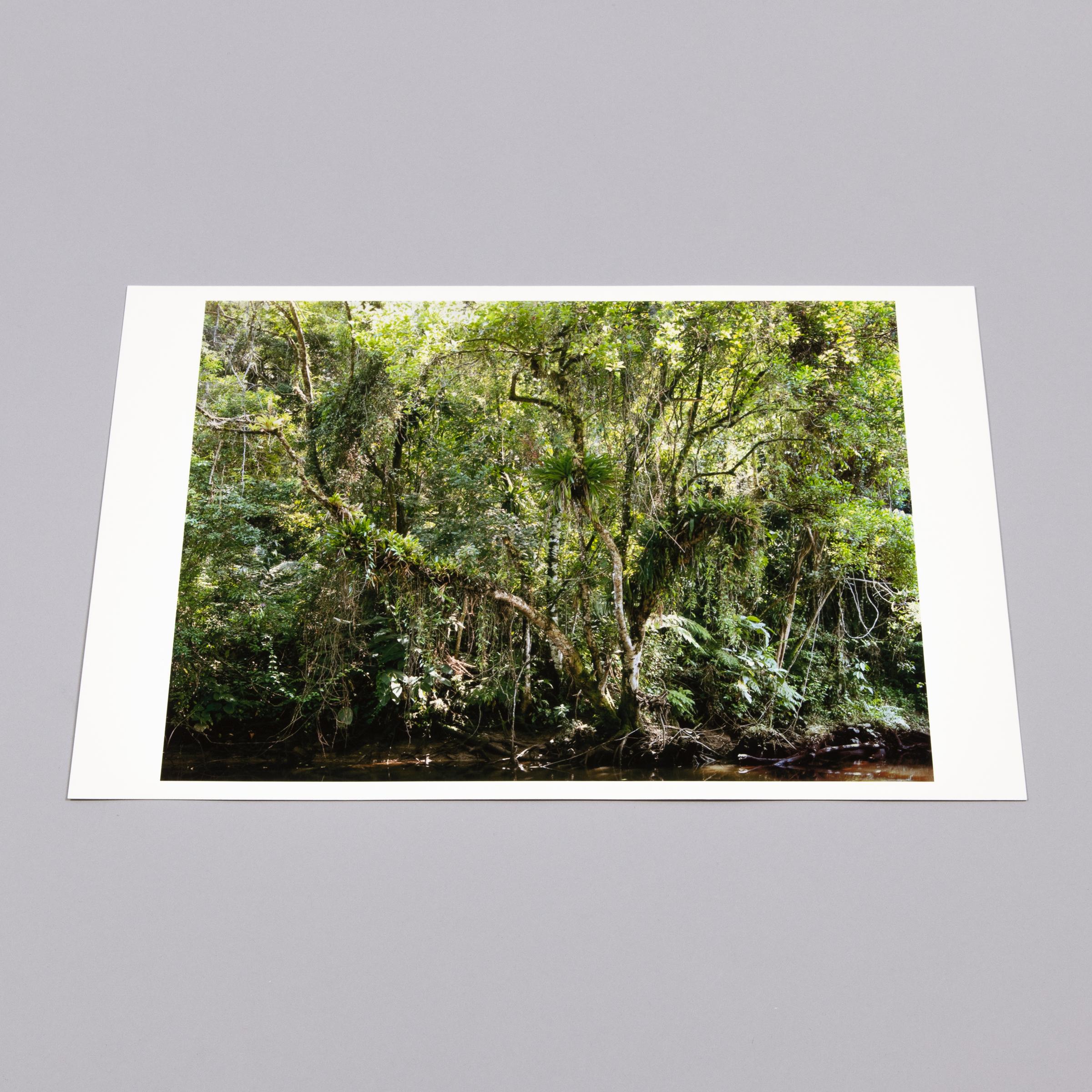 Thomas Struth, Juquehy (from Paradies) - Photographie contemporaine, estampe signée en vente 4