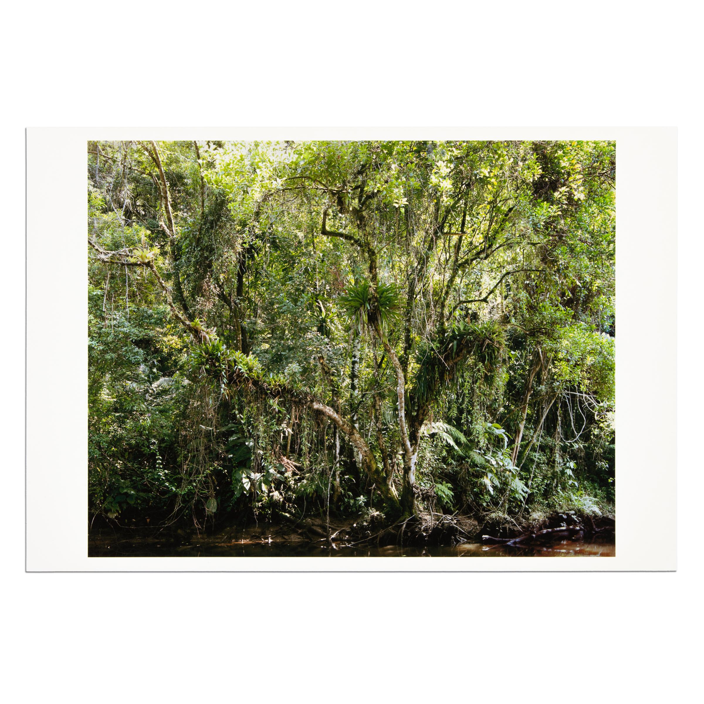 Thomas Struth (German, b. 1954)
Juquehy (from Paradies), 2004
Medium: Pigmented inkjet print
Dimensions: 32.7 x 48.2 cm (12 9/10 x 19 in)
Edition size: undisclosed
Condition: Excellent