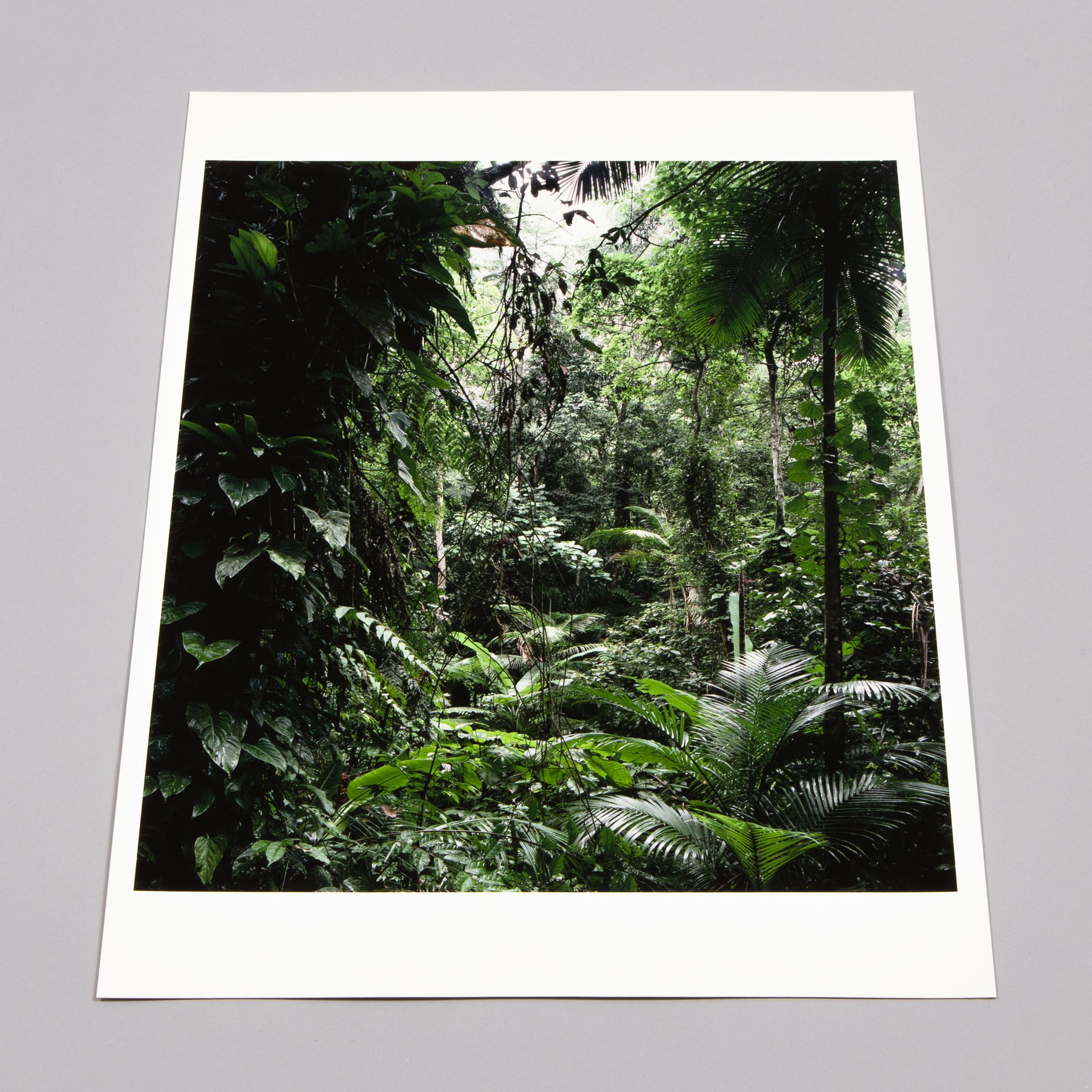 Thomas Struth, Sao Francisco de Xavier (da Paradies): Fotografia, Stampa firmata in vendita 2