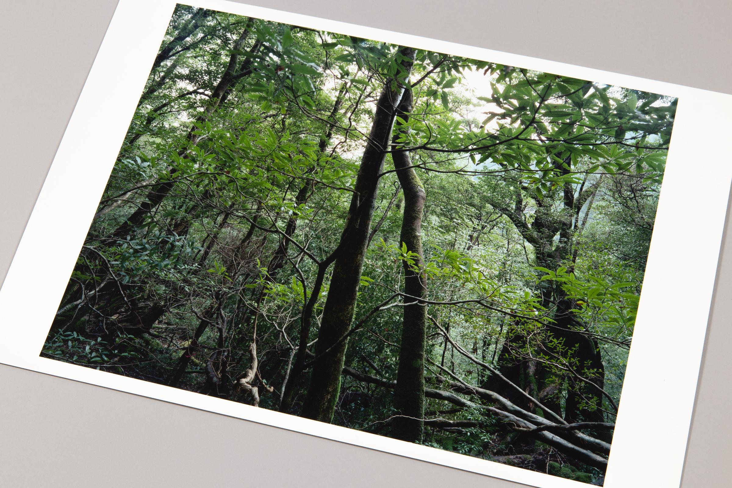 Thomas Struth, Yakushima (from Paradies) - Signed Photograph, Contemporary Art For Sale 1
