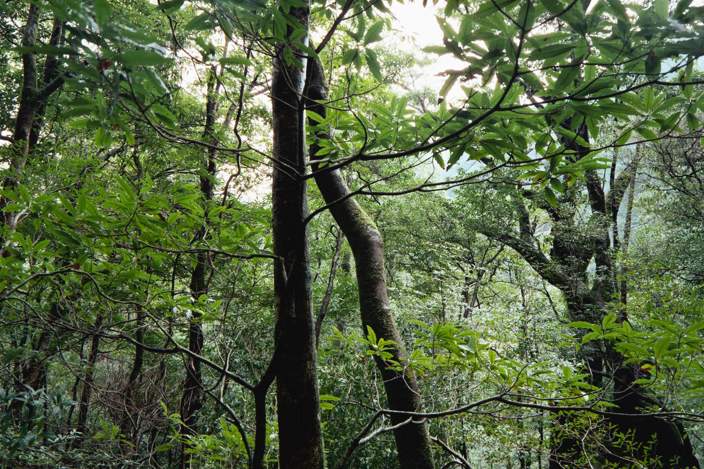 Thomas Struth, Yakushima (from Paradies) - Signed Photograph, Contemporary Art For Sale 2