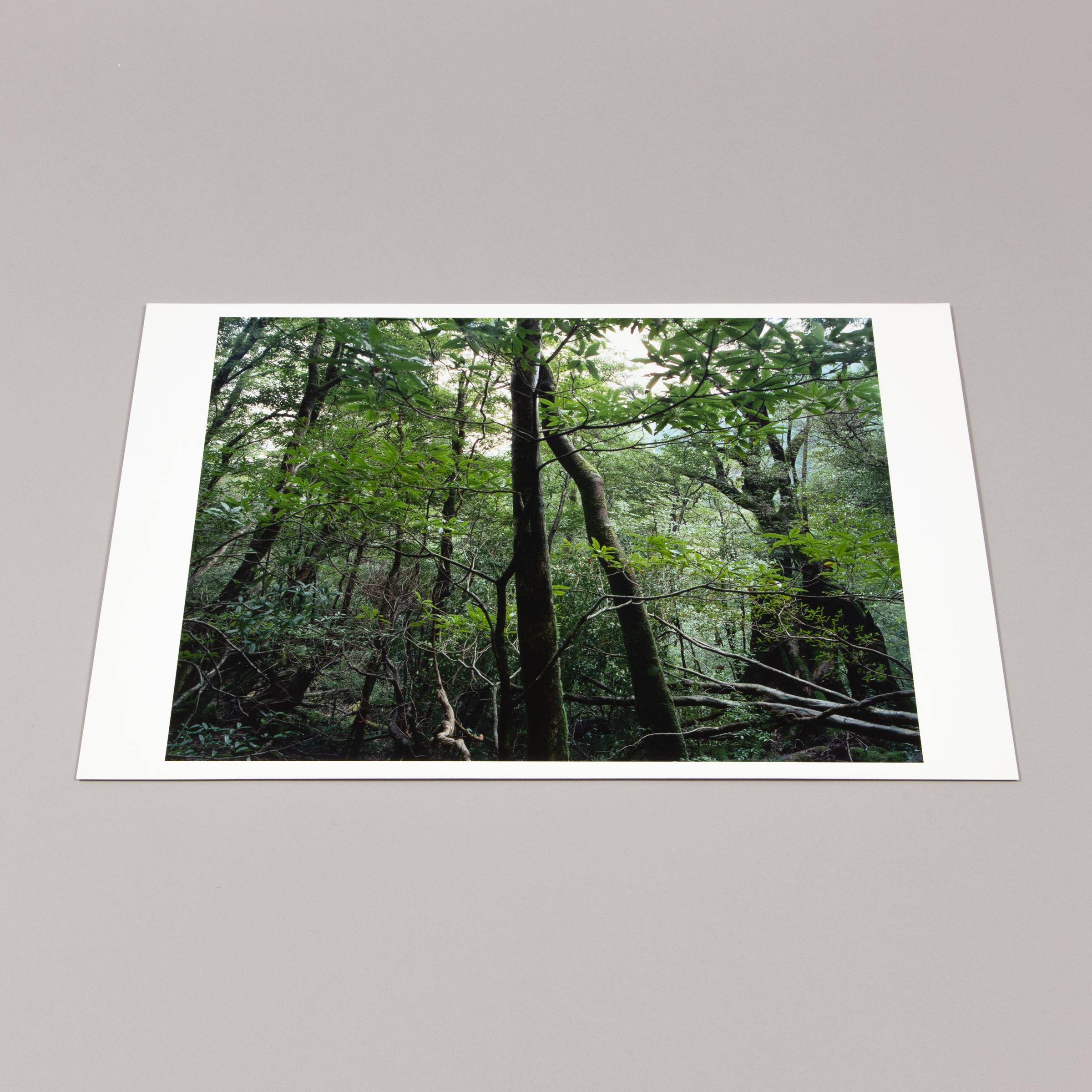 Thomas Struth, Yakushima (from Paradies) - Signed Photograph, Contemporary Art For Sale 4