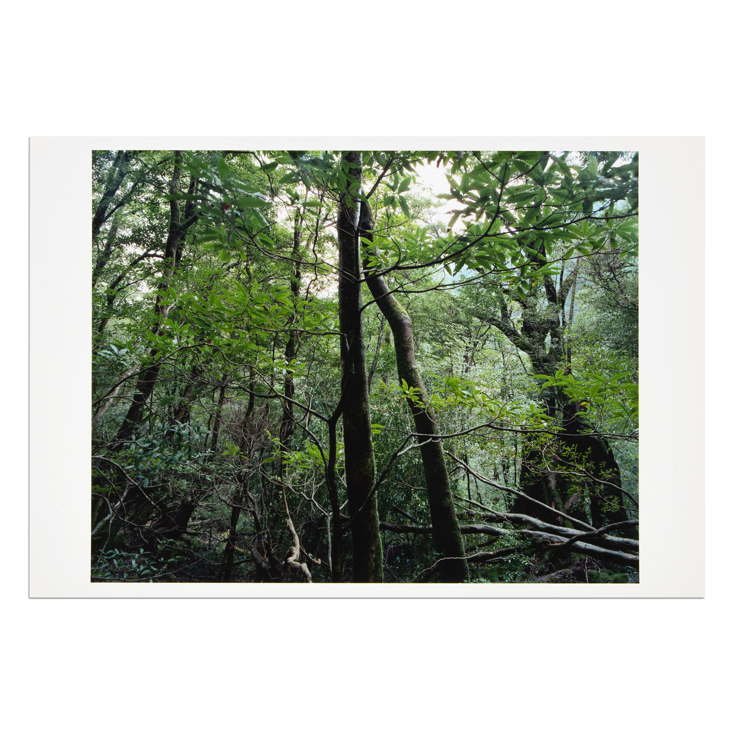 Thomas Struth (German, b. 1954)
Yakushima (from Paradies), 2004
Medium: Pigmented inkjet print
Dimensions: 32.9 x 48.3 cm (13 x 19 in)
Edition size: undisclosed
Markings: Hand-signed and stamped, verso