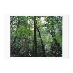 Yakushima (from Paradies), Landscape Photography, Contemporary Art 