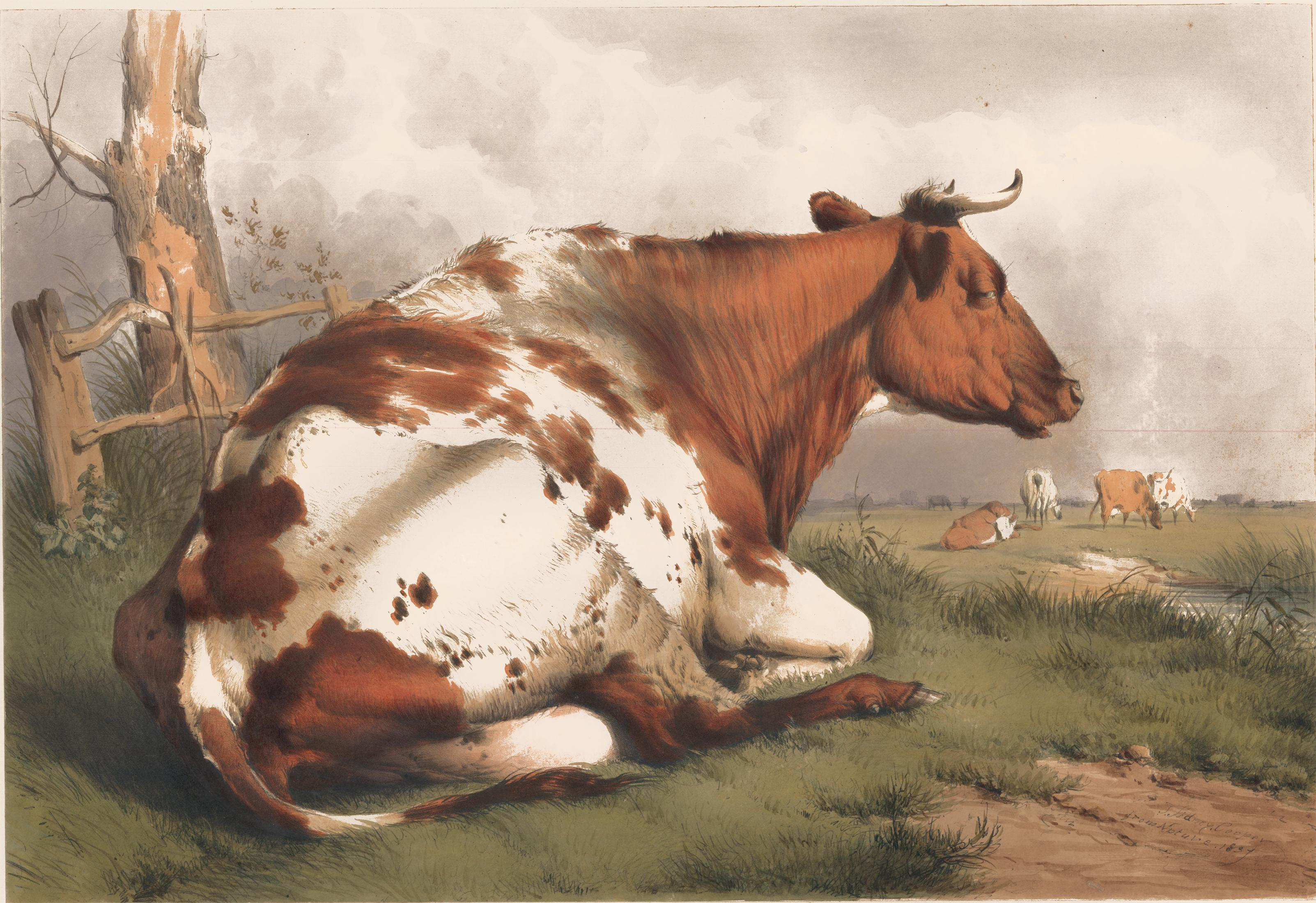 Thomas Sidney Cooper Animal Print - Resting Bull Lithograph