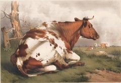 Antique Resting Bull Lithograph