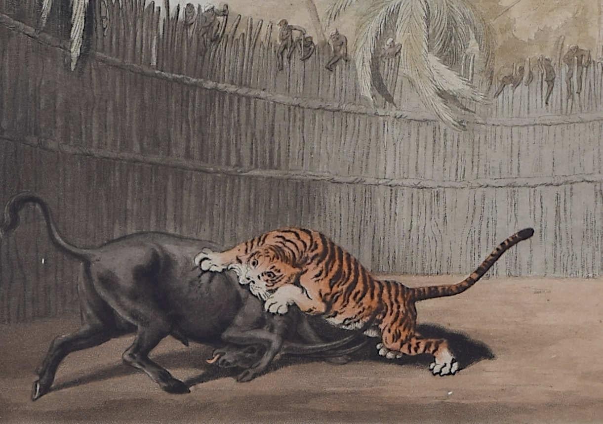 Samuel Howitt (1765-1822) after Thomas Williamson (1758-1817)
Exhibition of a Battle between a Buffalo & a Tiger' from Oriental Field Sports (1819)
Hand-coloured aquatint
35 x 47 cm

Captain Thomas Williamson served in a British regiment in Bengal,