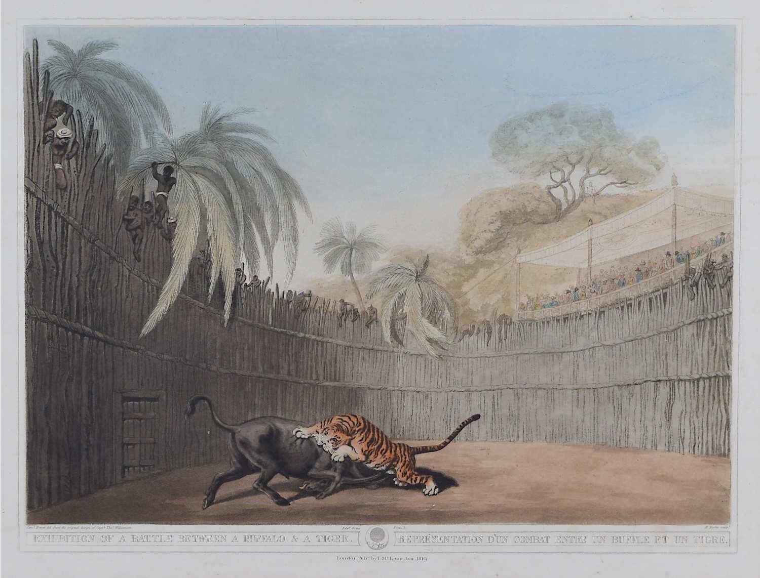 Samuel Howitt: 'Battle between Buffalo and Tiger' print after Thomas Williamson