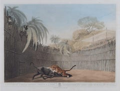 Antique Samuel Howitt: 'Battle between Buffalo and Tiger' print after Thomas Williamson