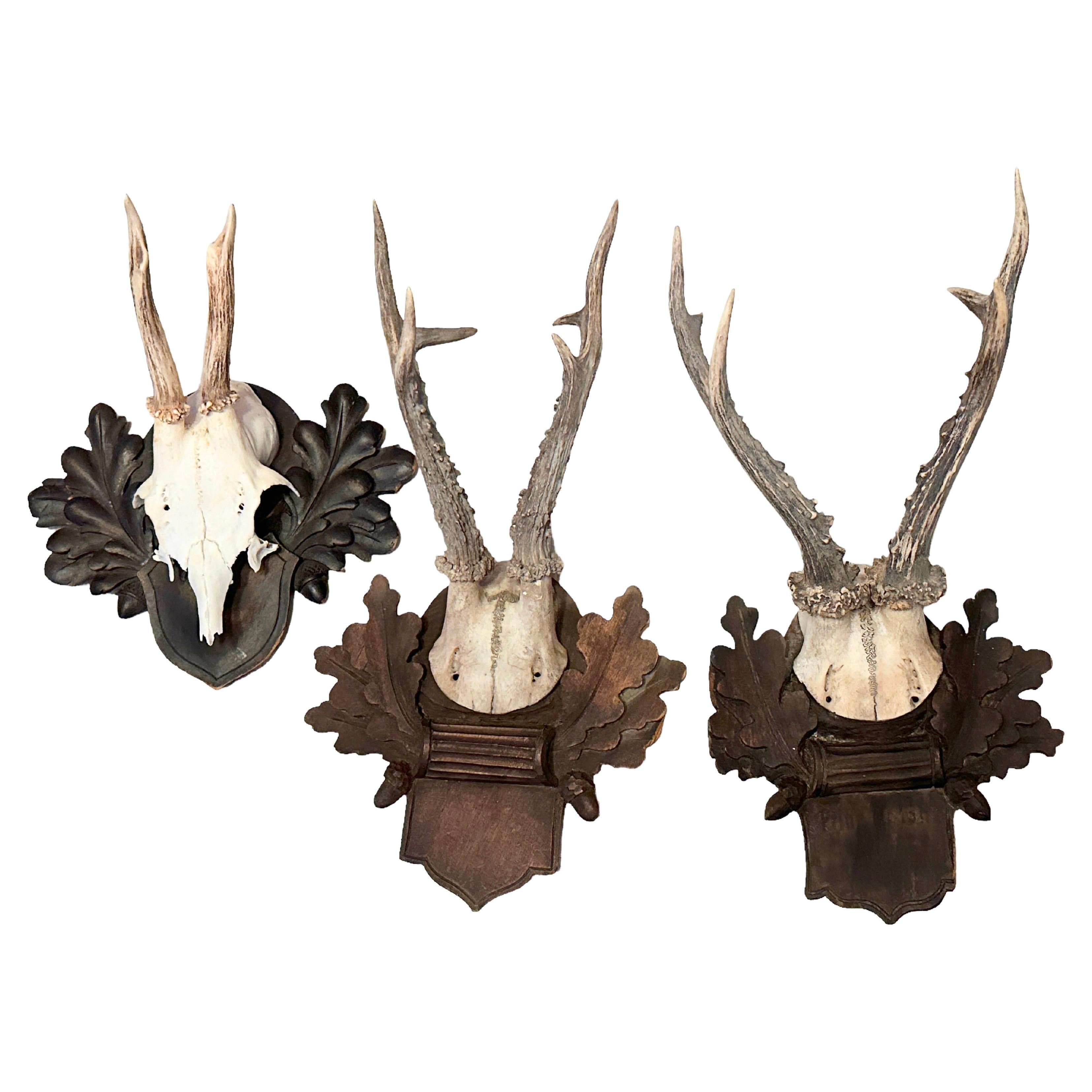 Deer Antler Mount Trophy on Black Forest Carved Wood Plaque Austria