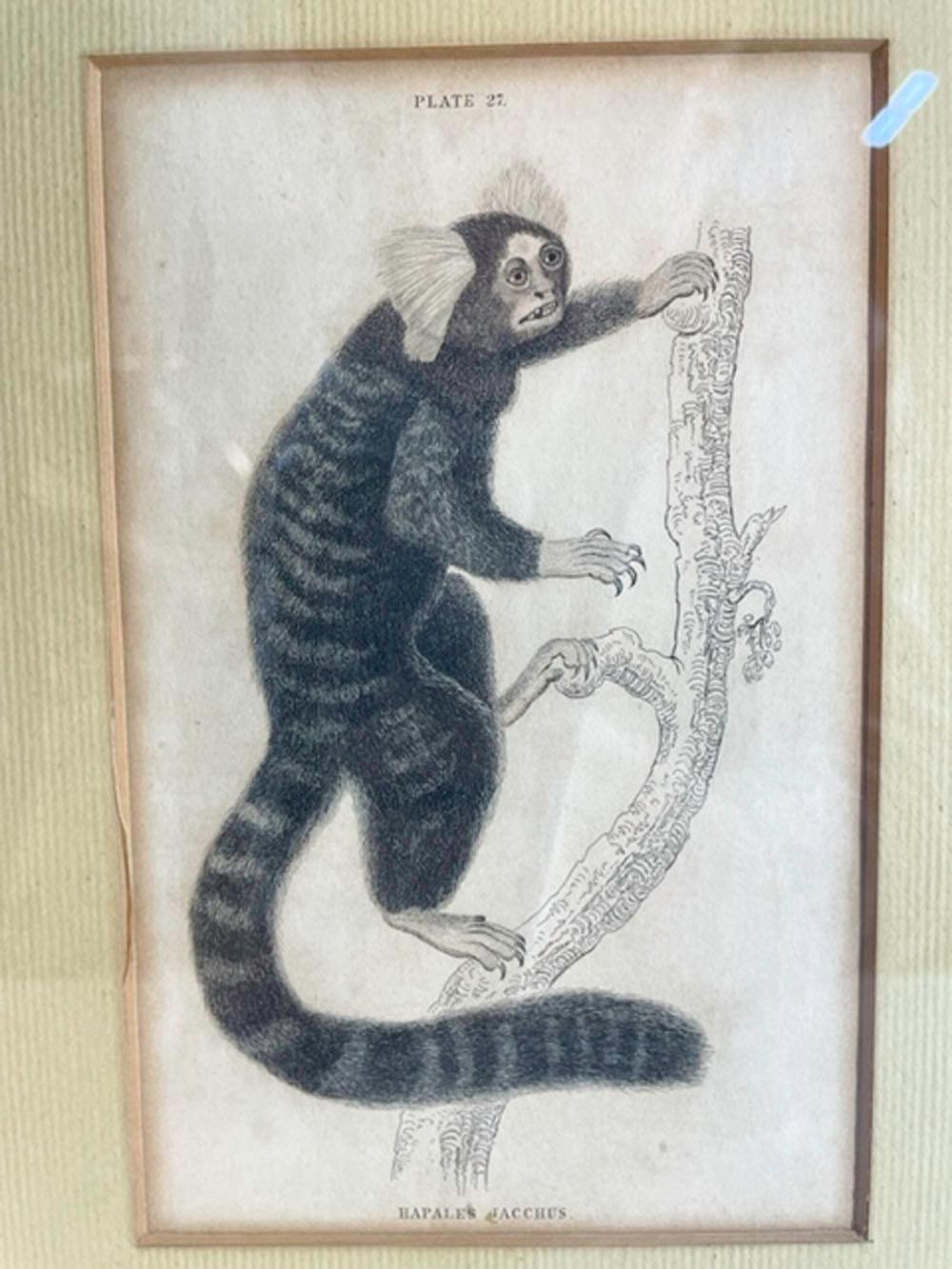 Three 18th / 19th century hand-colored engravings of monkeys matted and framed in a single frame.
Sight size 6