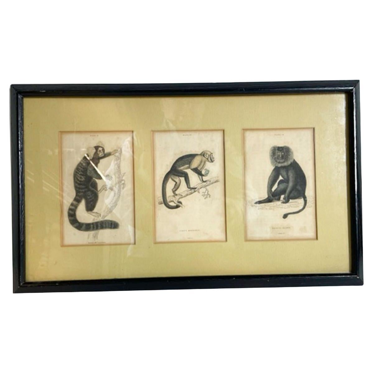 Trois gravures de singes colorées à la main du 18e/19e siècle, encadrées et superposées