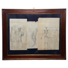 Trois anciens dessins anatomiques, réalisés au crayon, Trieste Empire autrichien 1814