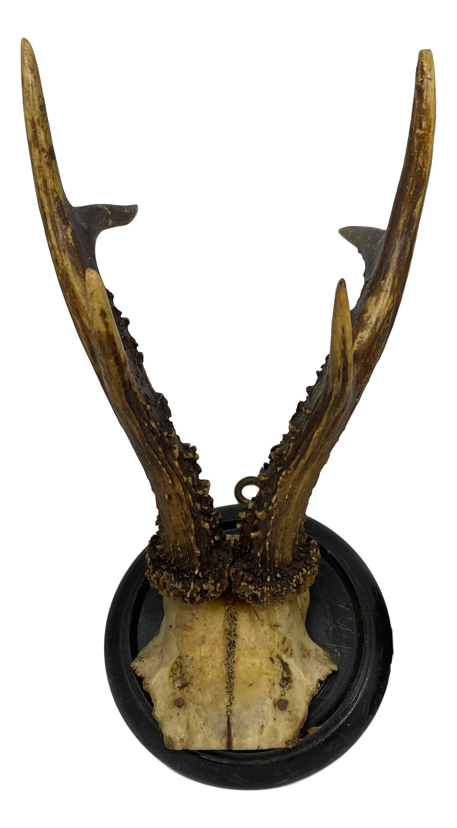 A set of three antique Black Forest deer antler trophies on hand carved, black lacquered wooden plaques. They are from the 1890s or older. Tallest is approximate 10 1/4